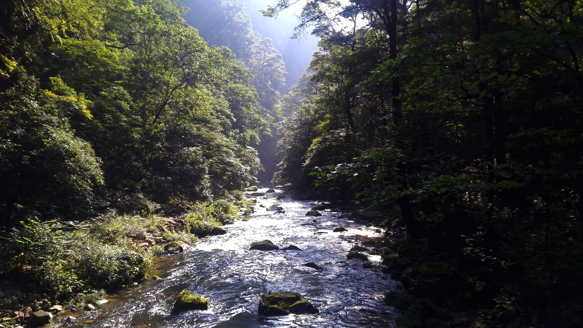 The golden whip stream