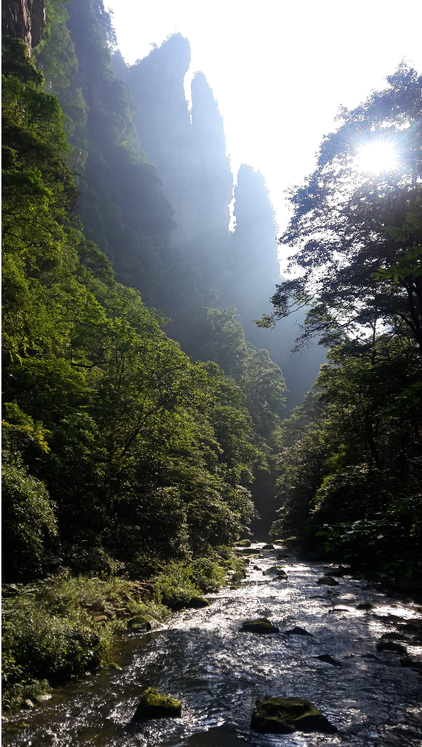 The Golden Whip Stream