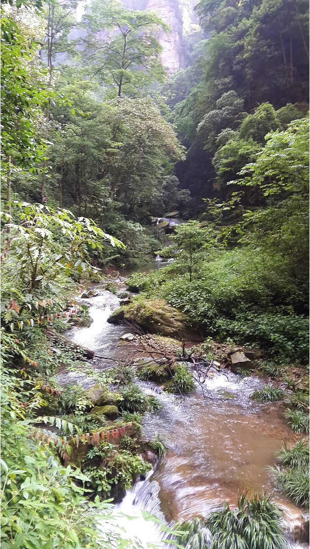 The Golden Whip Stream